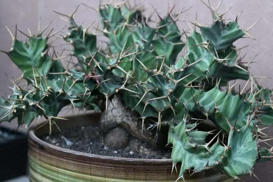 Euphorbia briquetii — houseplant care guide