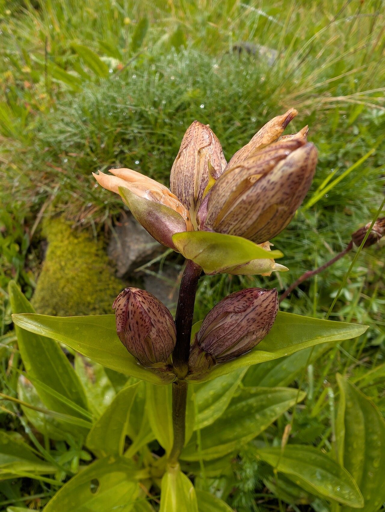 Gentiana × gaudiniana flower