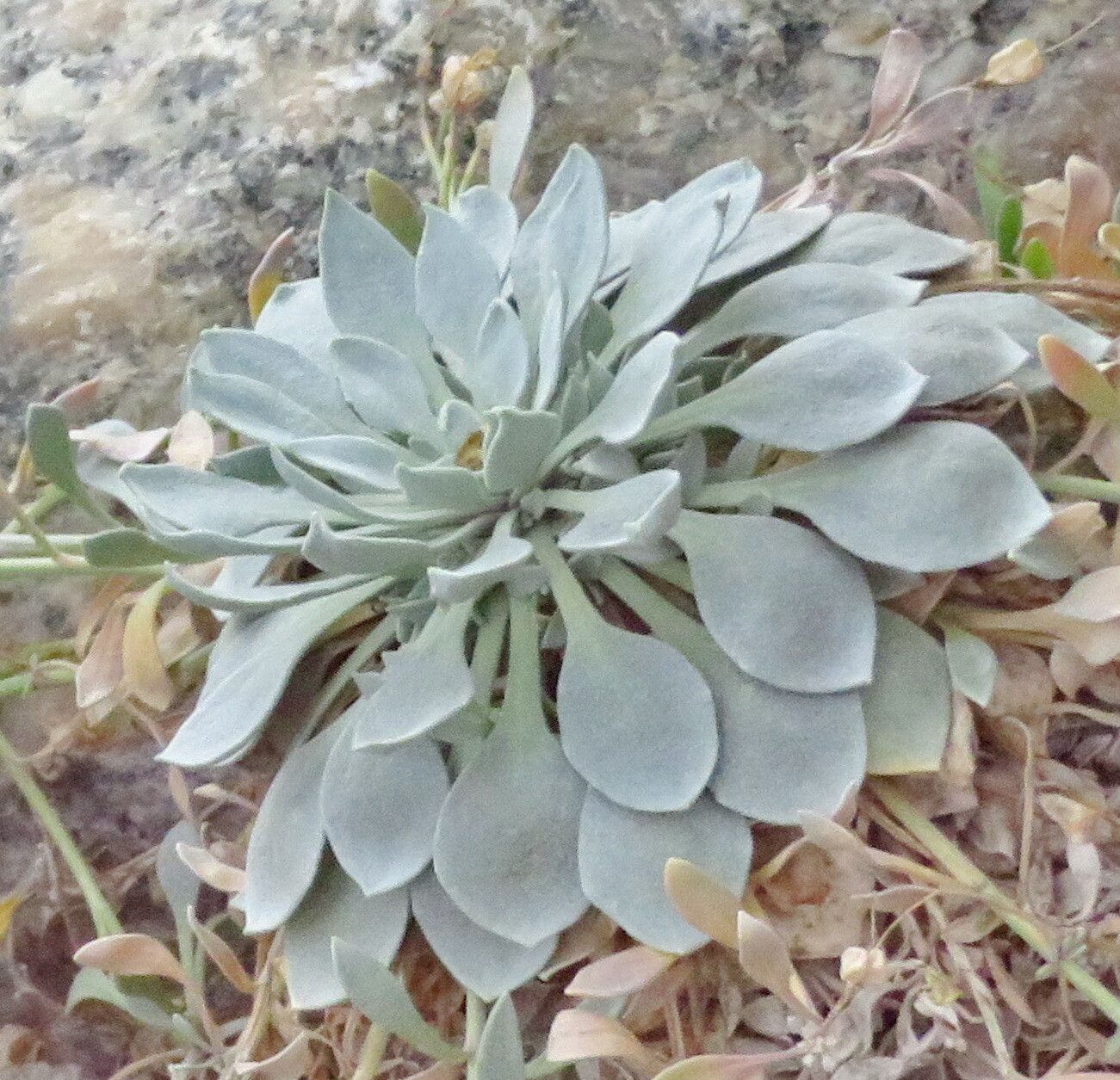 Physaria alpina — related species from the same genus