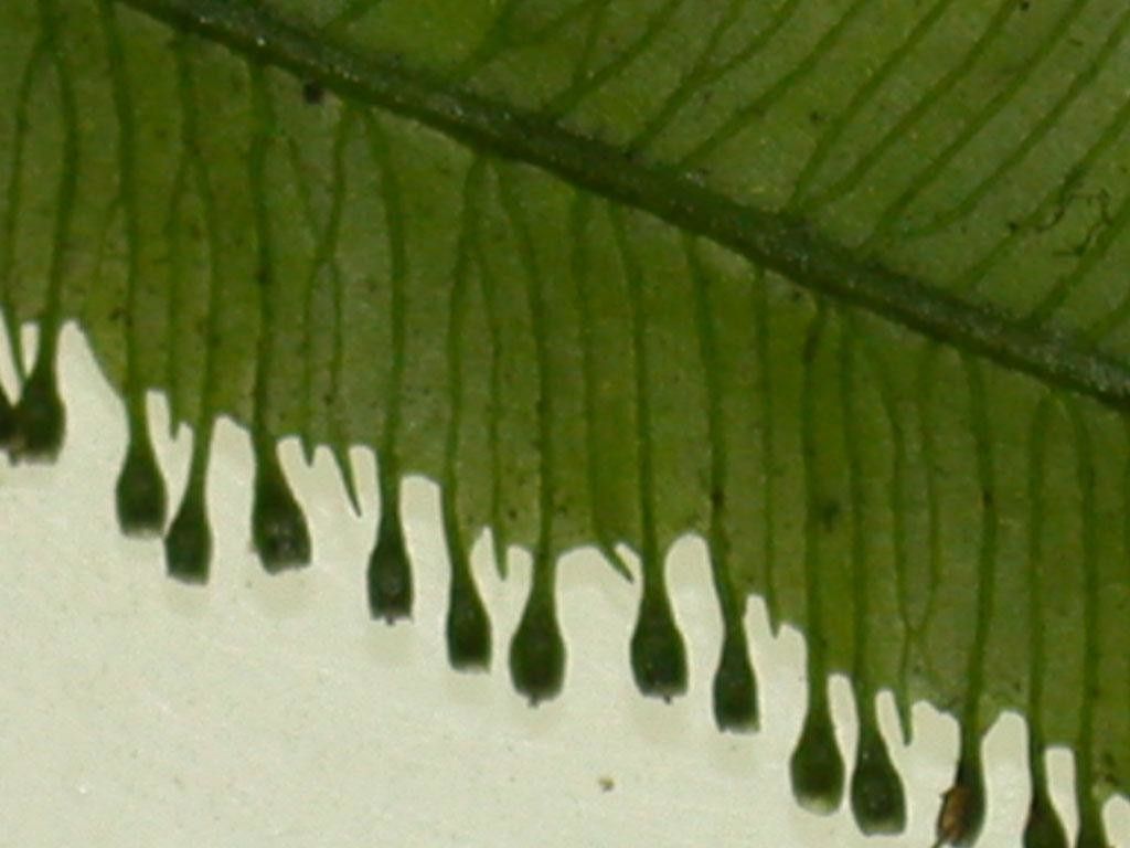 Trichomanes pinnatum other