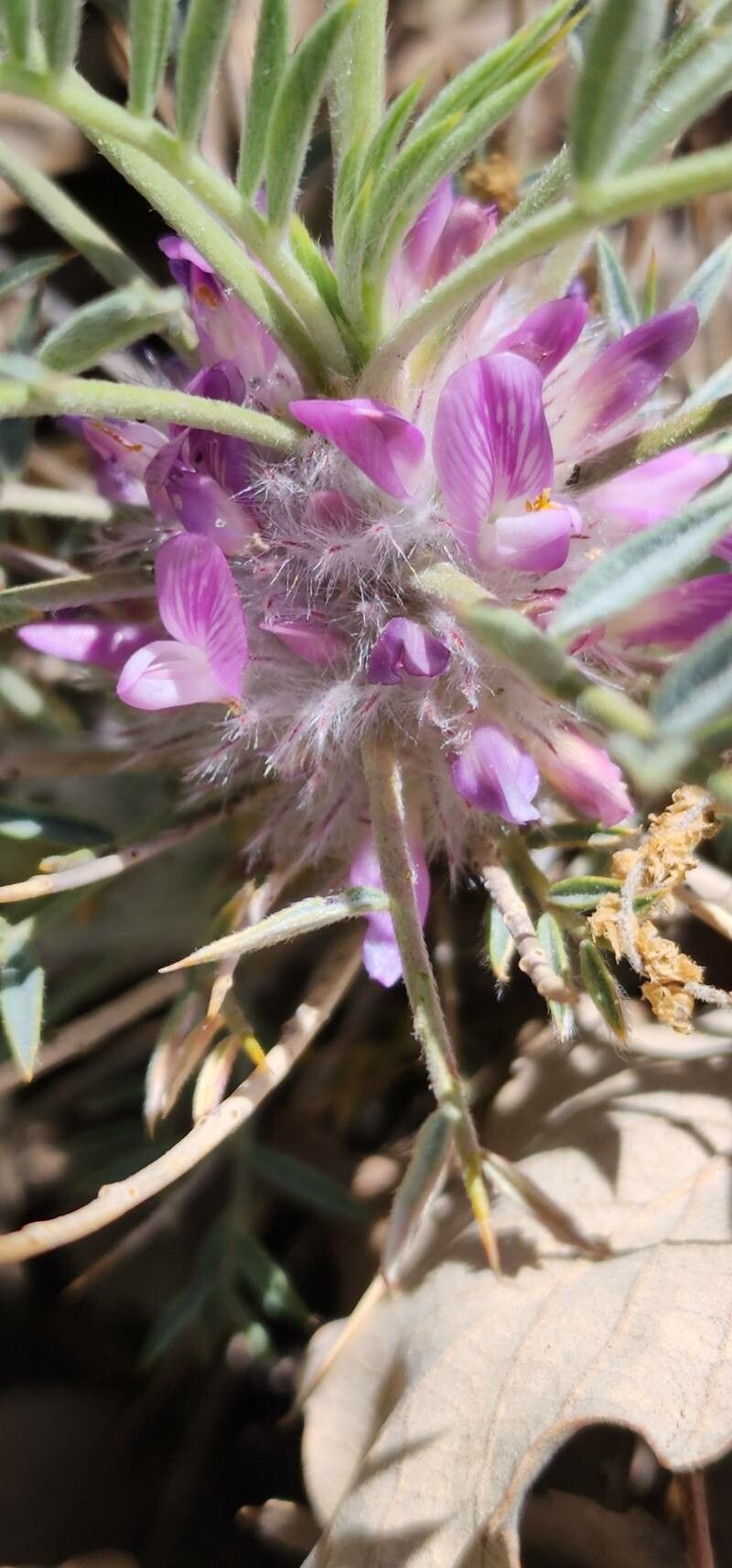 Astragalus tricholobus flower