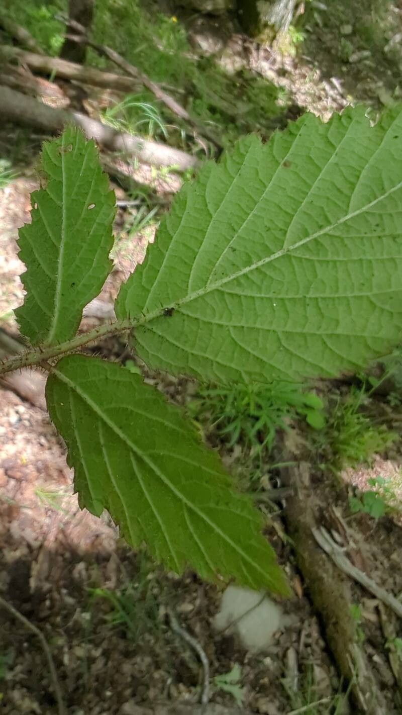 Rubus hirtus leaf