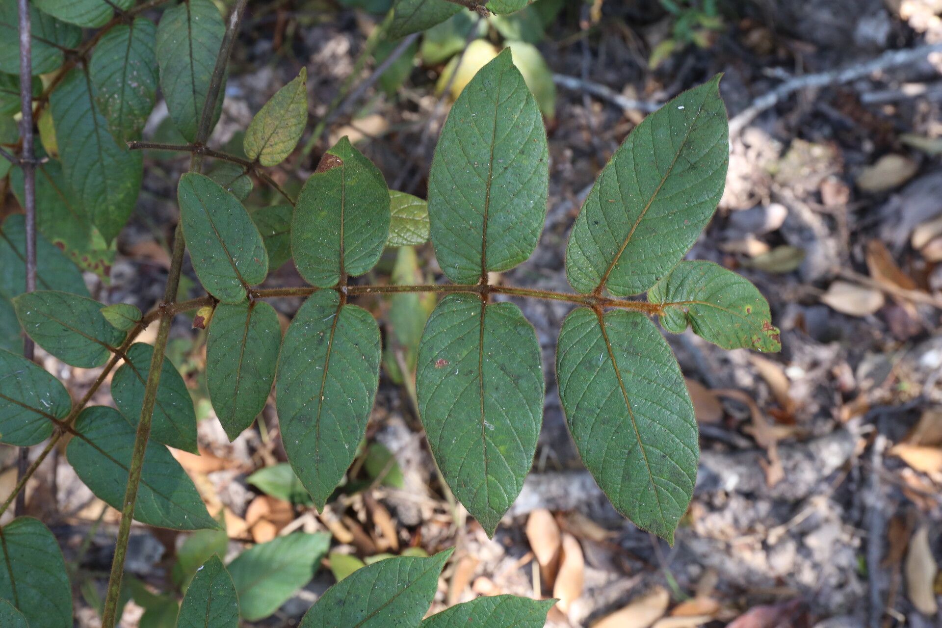 Keetia gueinzii — houseplant care guide