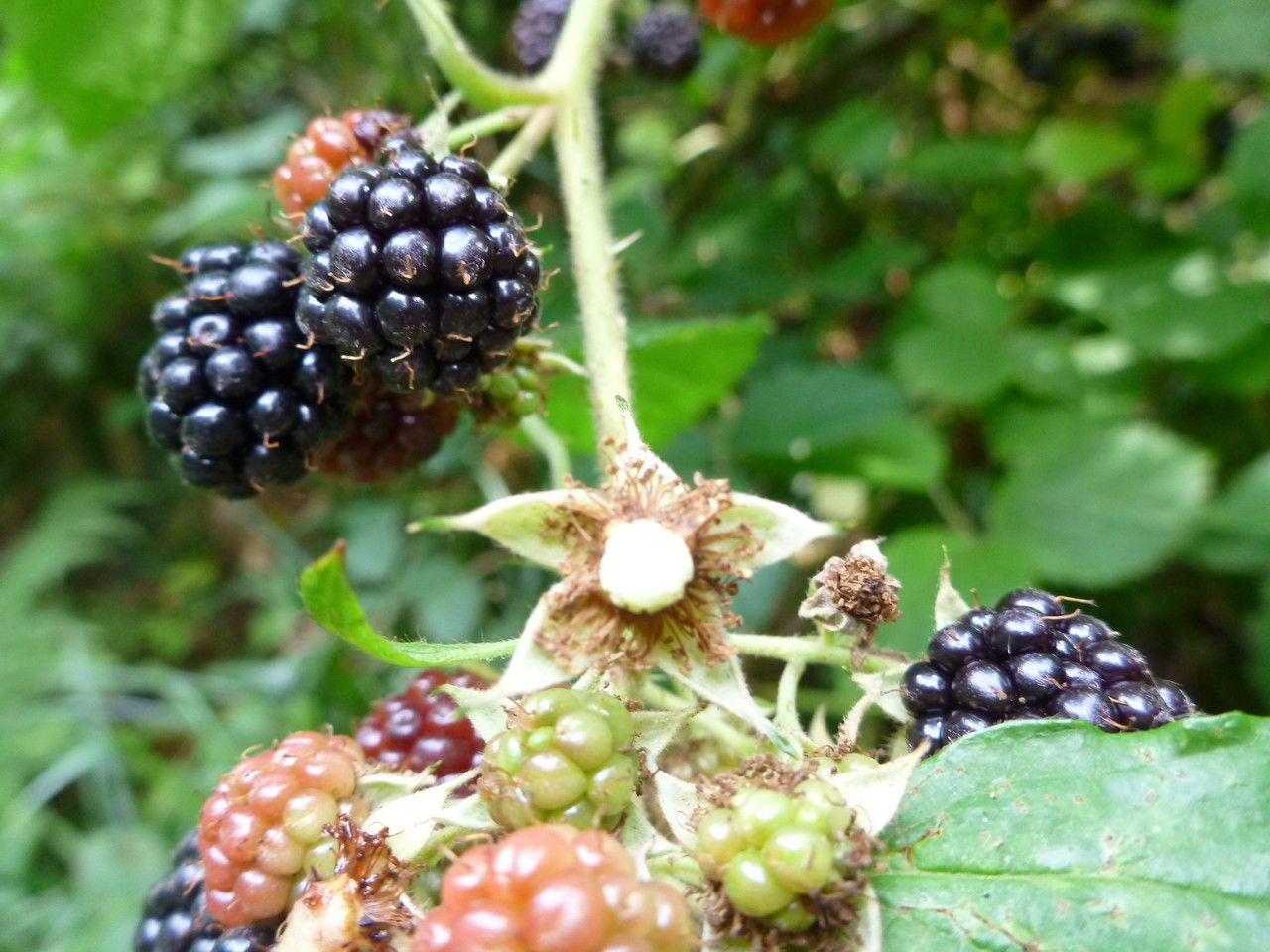 Rubus condensatus fruit