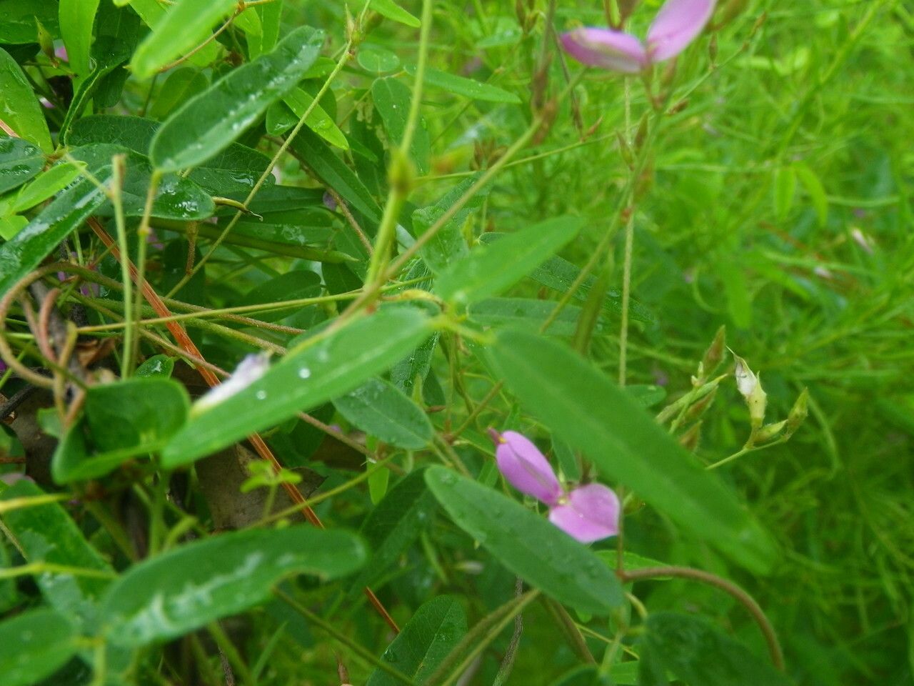 Galactia volubilis — houseplant care guide