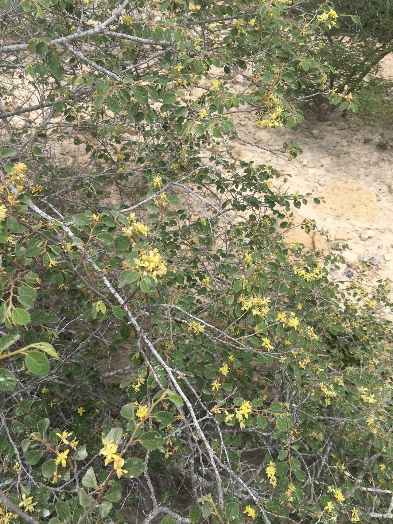 Grewia tulearensis habit