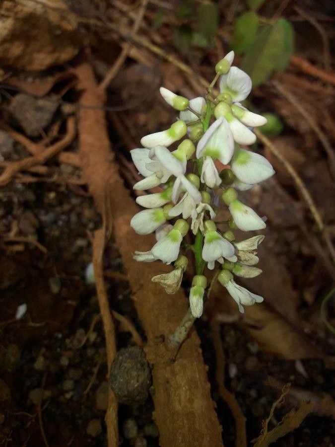 Derris trifoliata flower