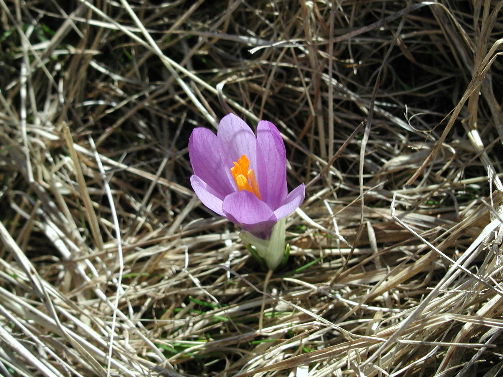 Crocus veluchensis — houseplant care guide