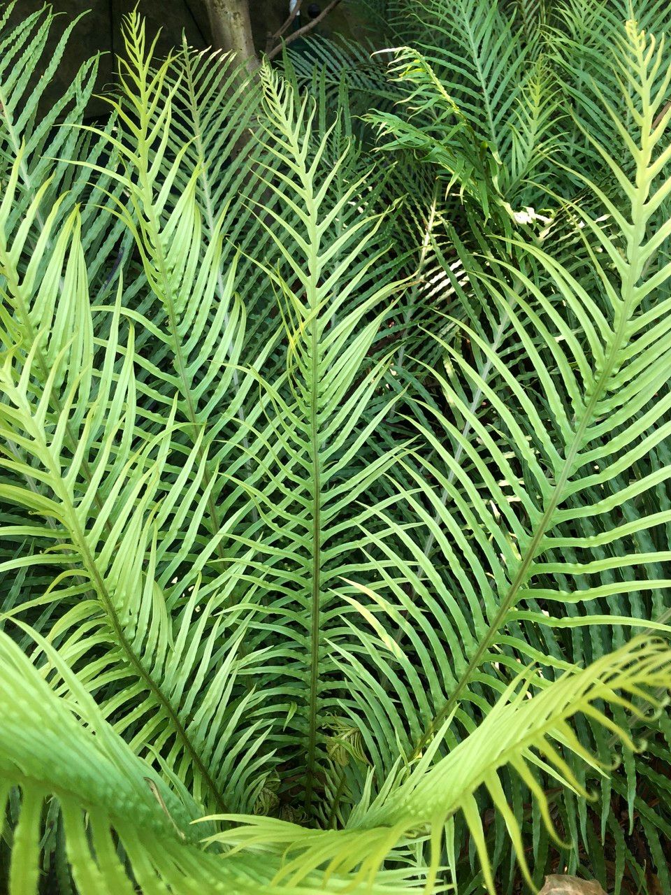 Oceaniopteris gibba leaf