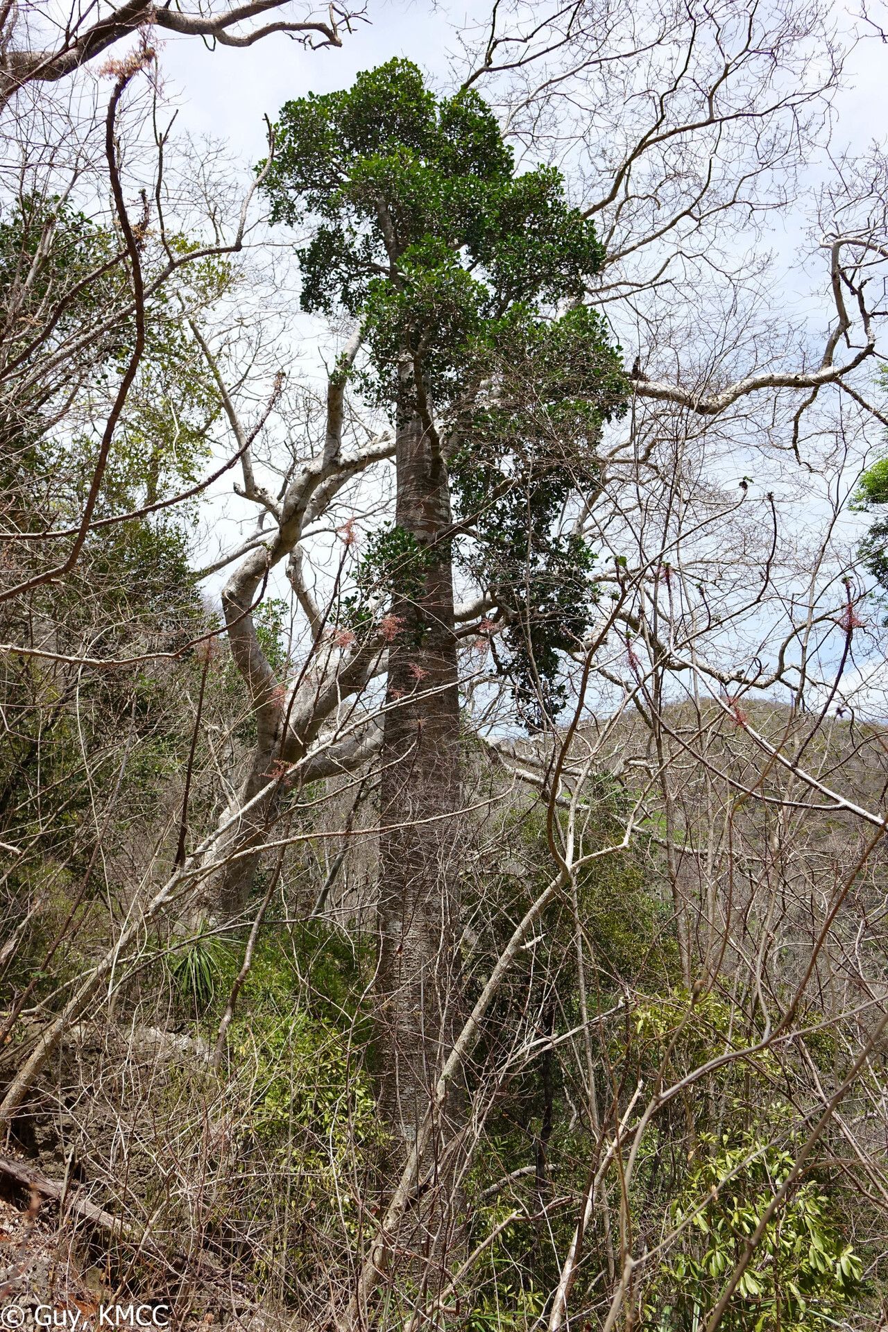Euphorbia mandravioky — houseplant care guide