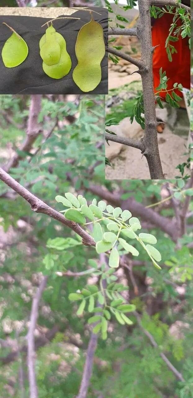 Dalbergia melanoxylon — search result for 'Sudan'