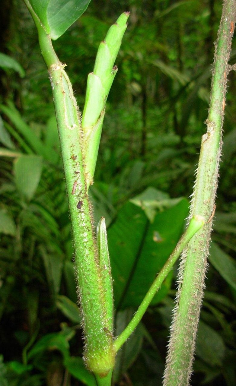 Stromanthe palustris bark