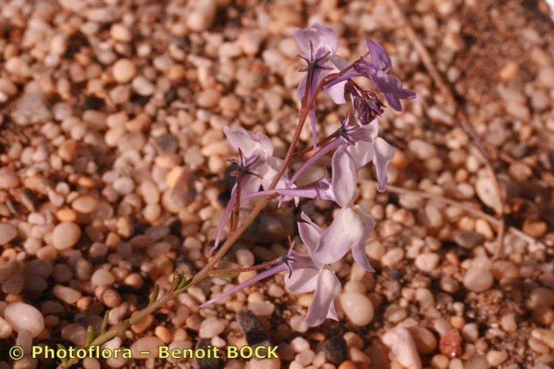 Linaria nigricans other