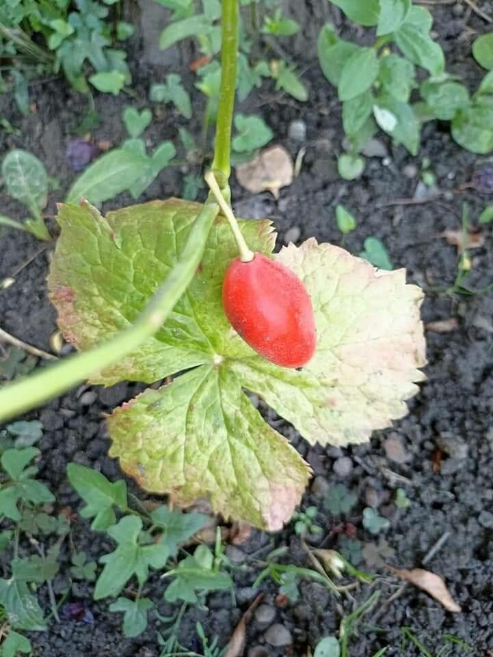 Sinopodophyllum hexandrum fruit