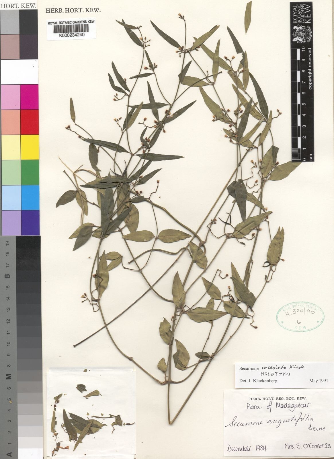 Secamone urceolata — houseplant care guide