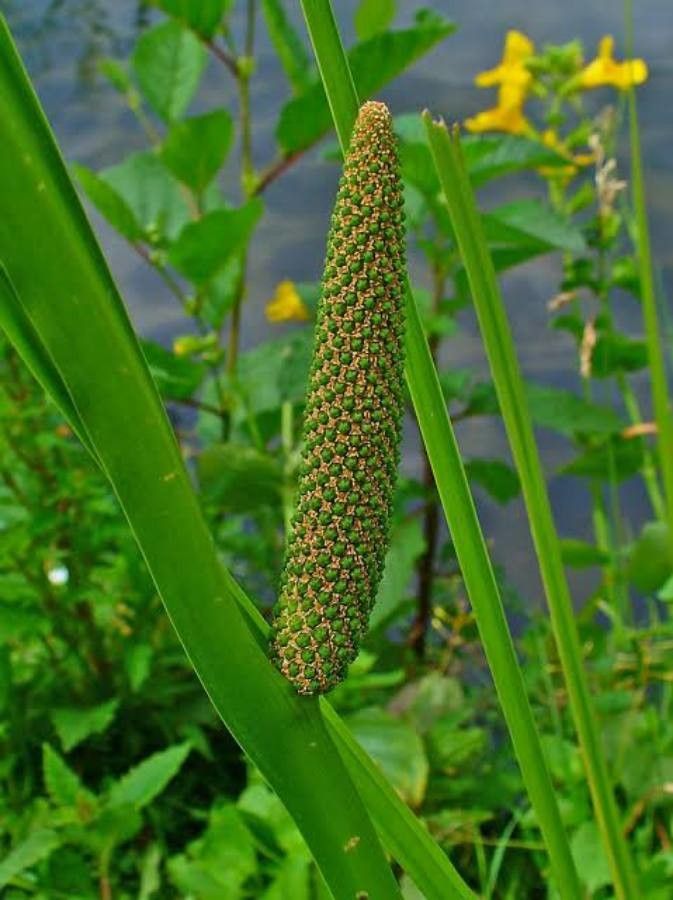 Acorus calamus flower