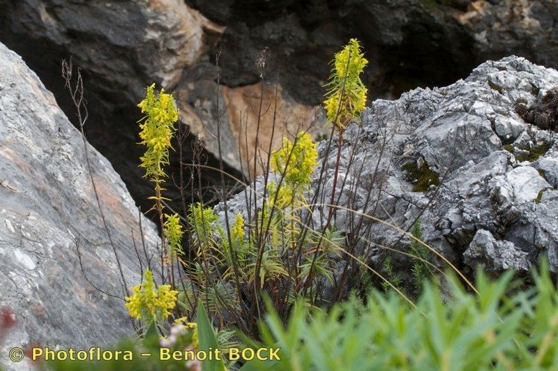 Odontites bocconei habit