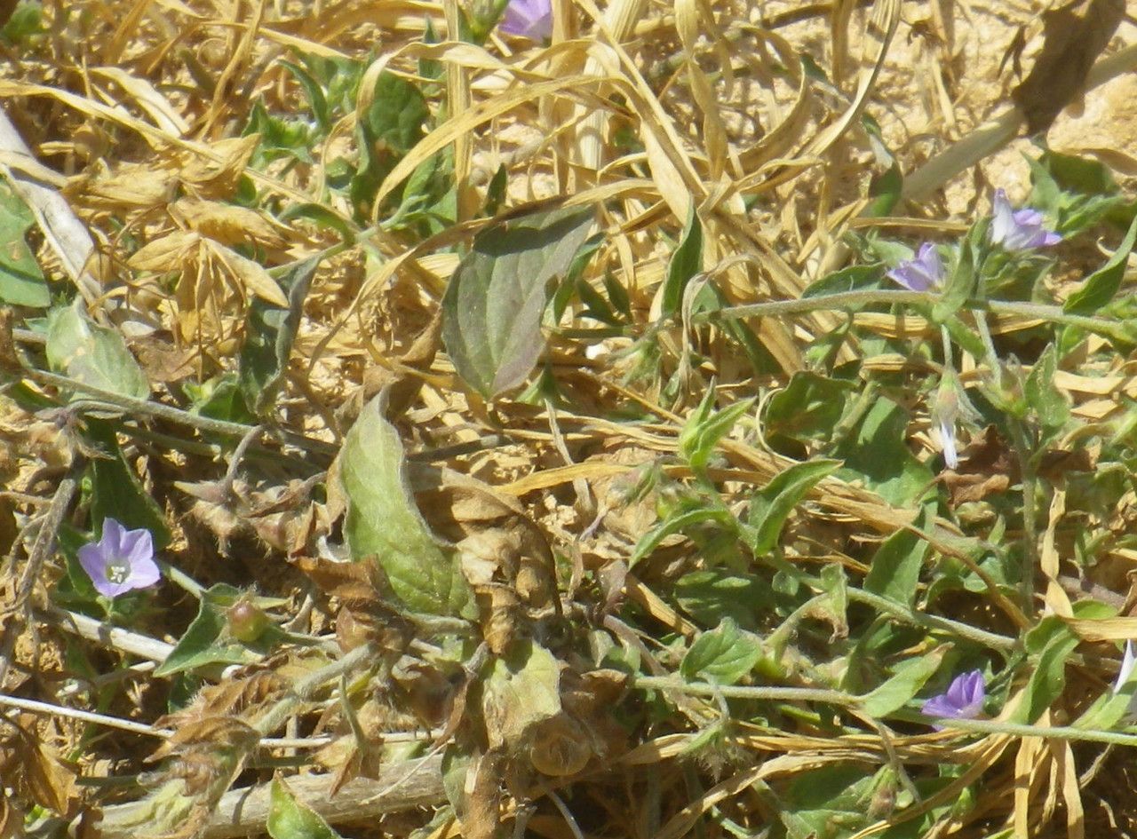 Convolvulus pentapetaloides habit