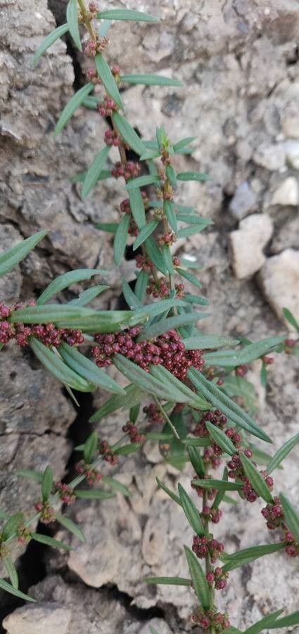 Ammannia latifolia fruit