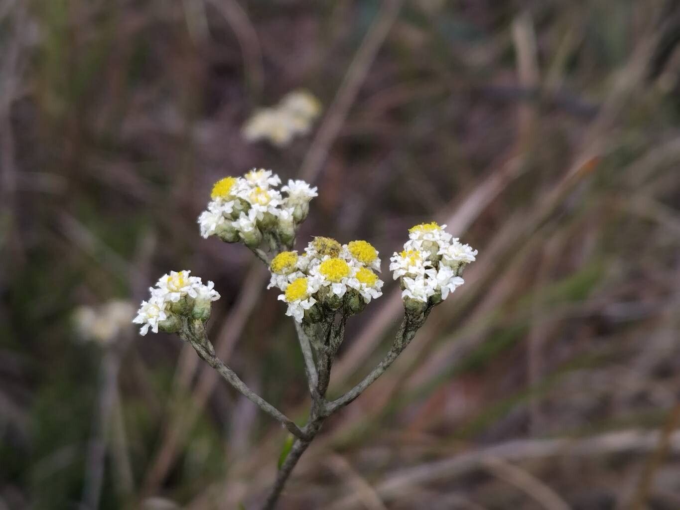 Helichrysum retrorsum flower