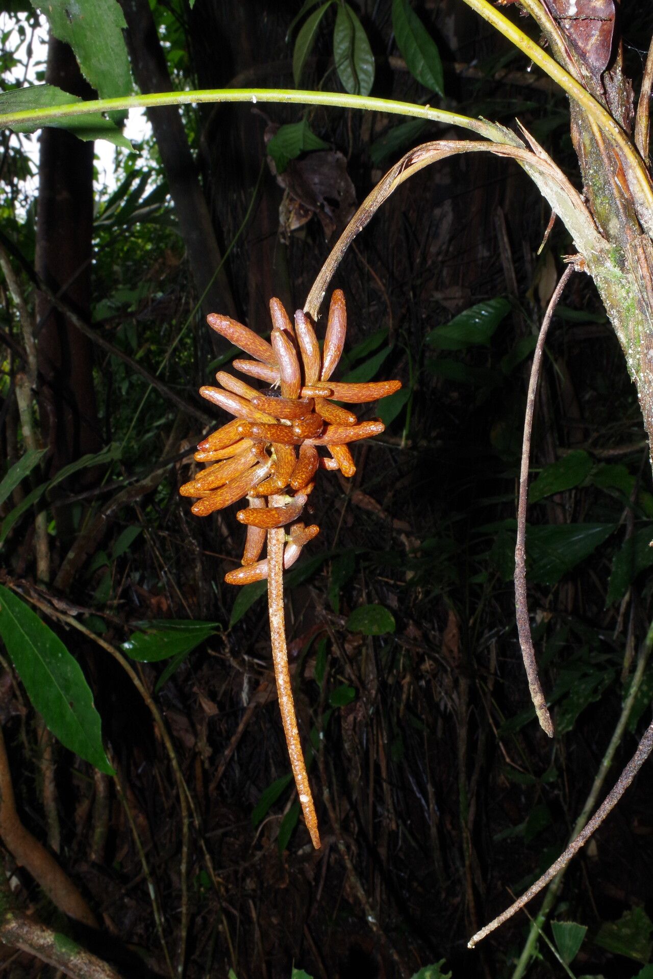 Podococcus barteri fruit