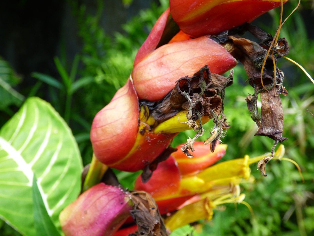 Sanchezia speciosa fruit