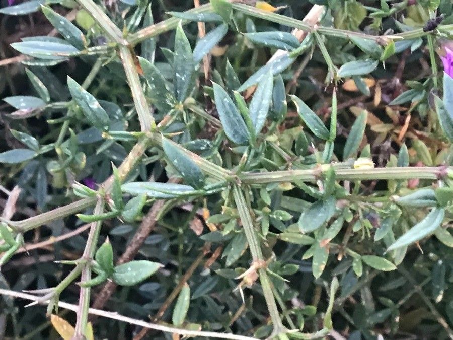 Fagonia cretica leaf