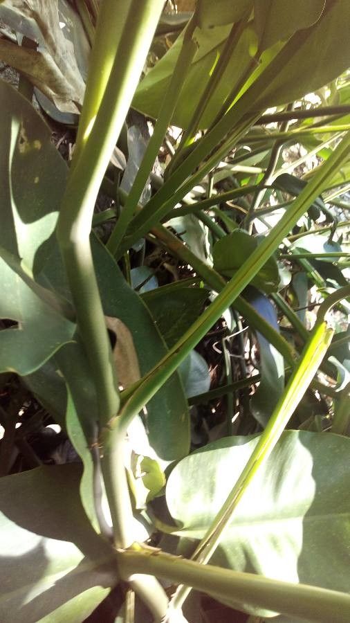 Monstera pittieri bark