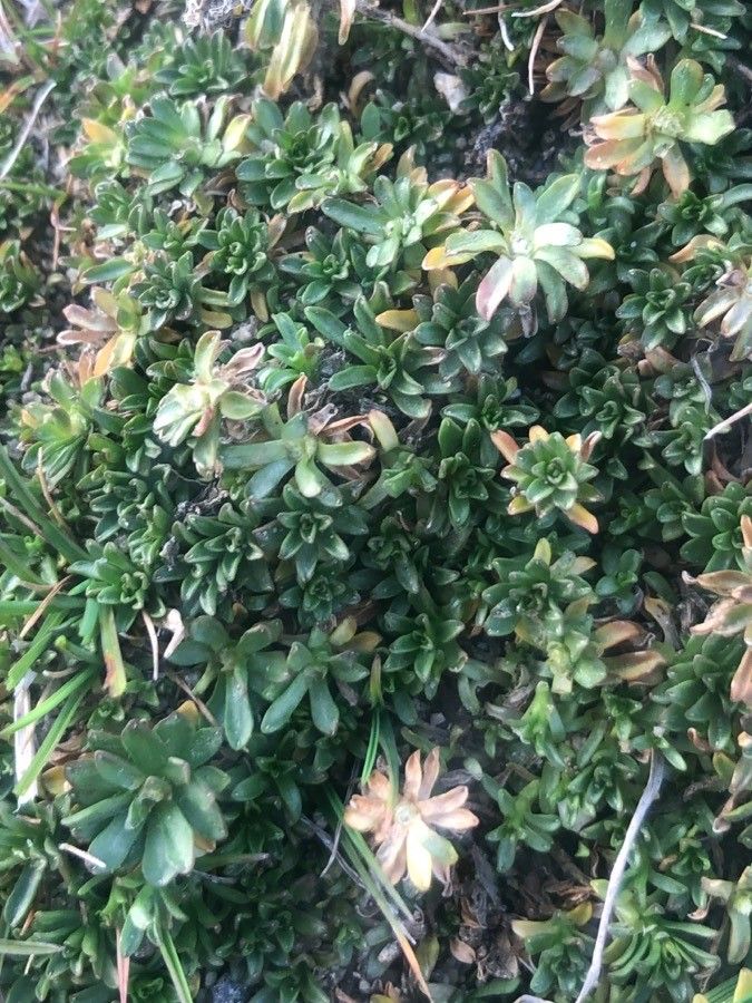 Androsace pyrenaica — houseplant care guide