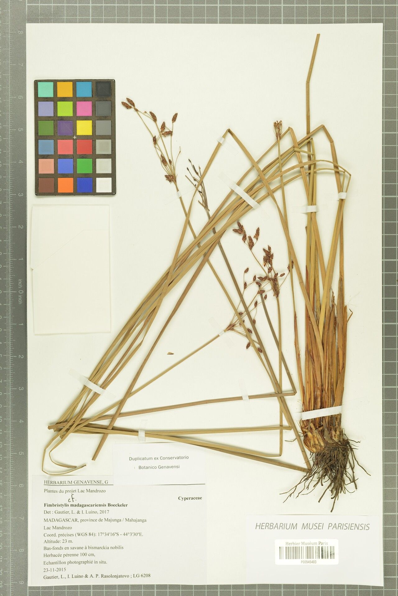 Fimbristylis madagascariensis — houseplant care guide