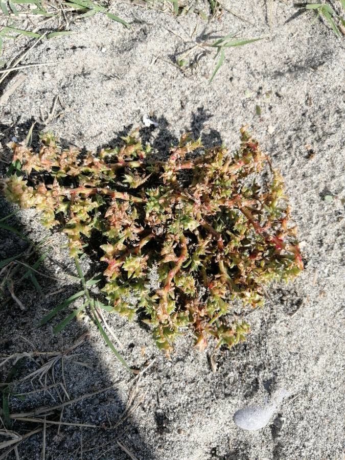 Sedum litoreum — houseplant care guide