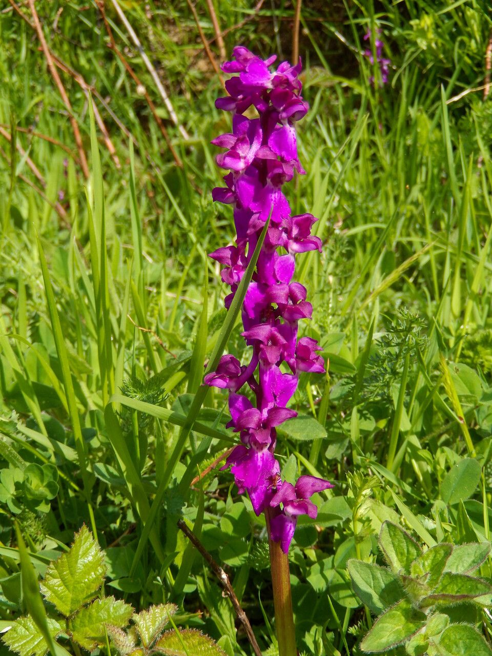 Anacamptis x alata — search result for 'Anacamptis'