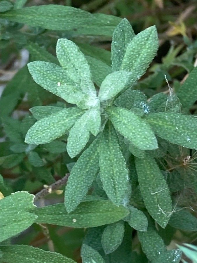 Alyssum murale — search result for 'Brassicaceae'