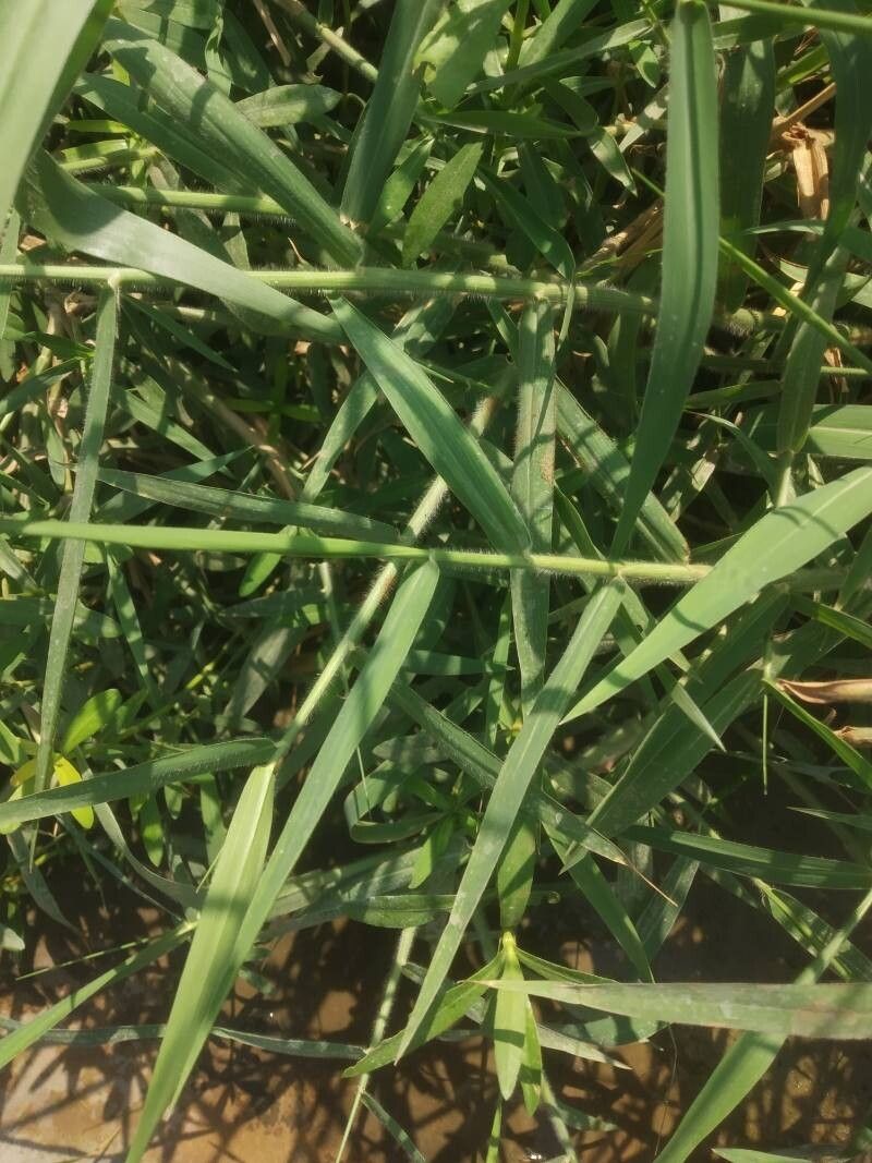 Brachiaria mutica leaf