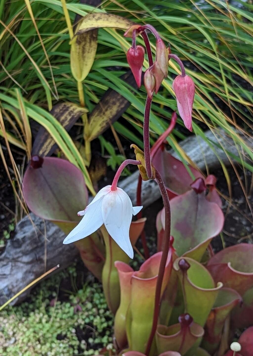 Heliamphora ionasi flower