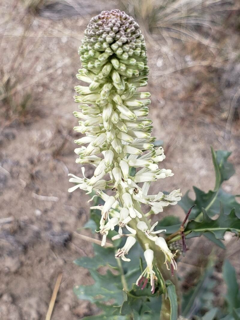 Thelypodium laciniatum leaf
