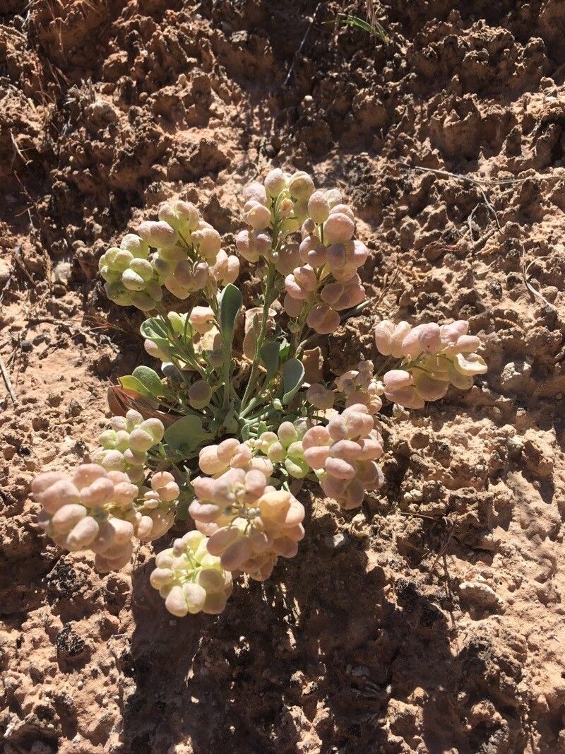 Physaria chambersii fruit