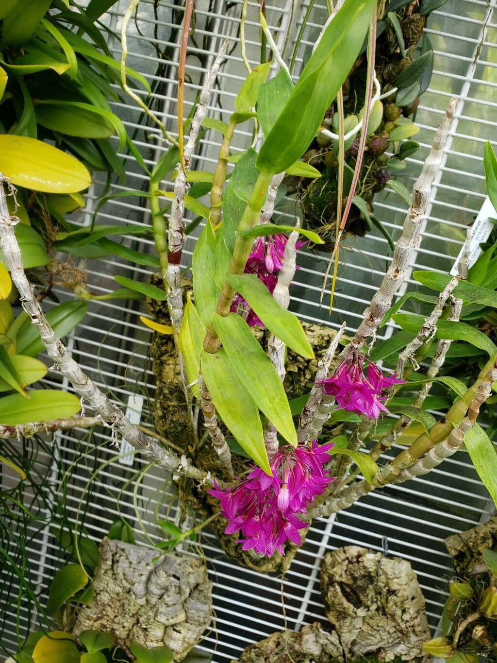 Dendrobium goldschmidtianum habit