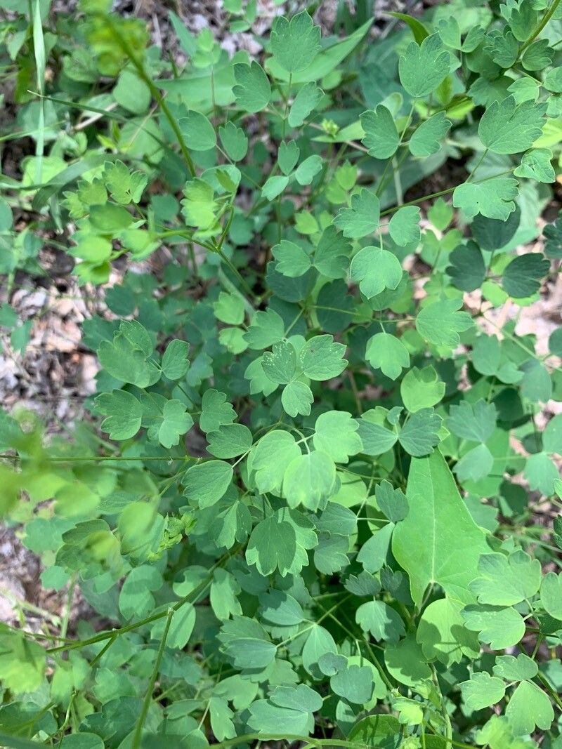 Thalictrum fendleri leaf