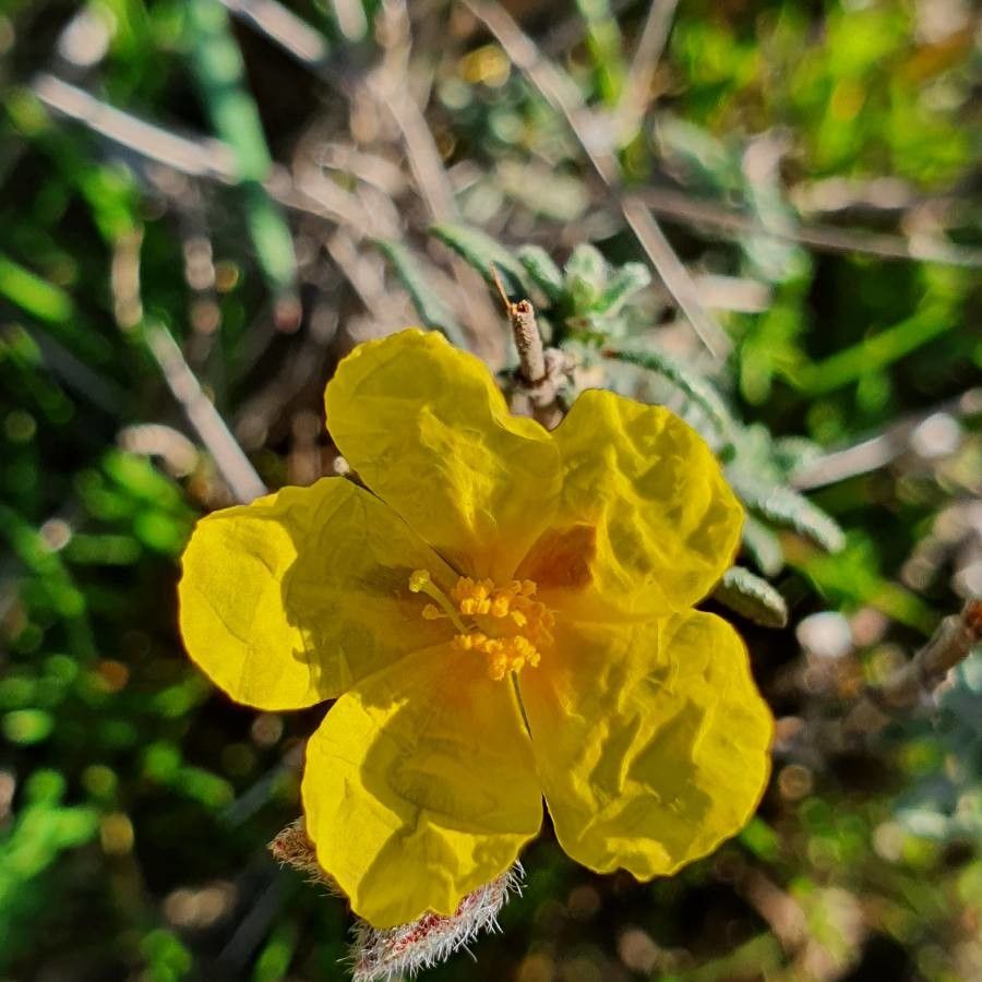 Fumana juniperina flower