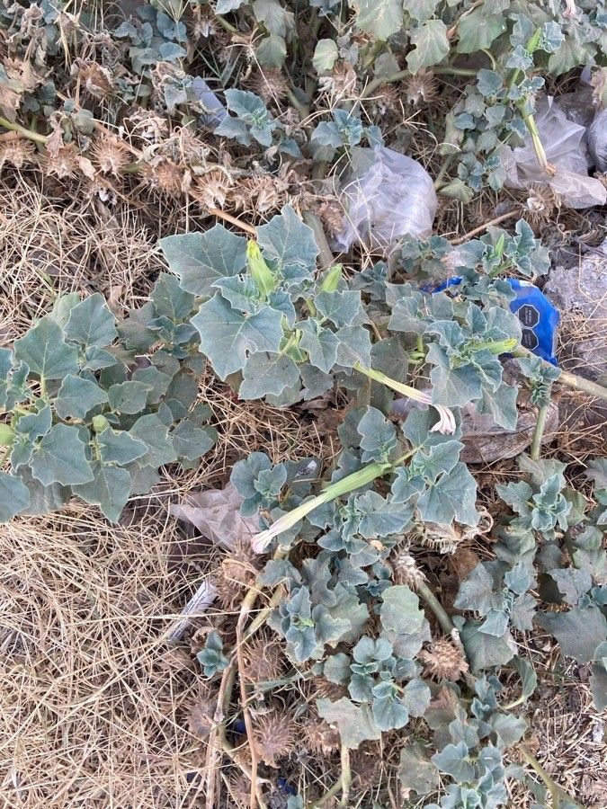 Datura discolor leaf