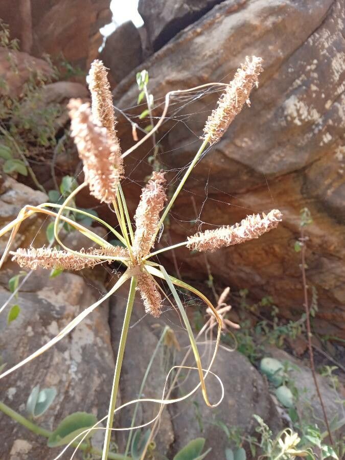 Cyperus rohlfsii — houseplant care guide