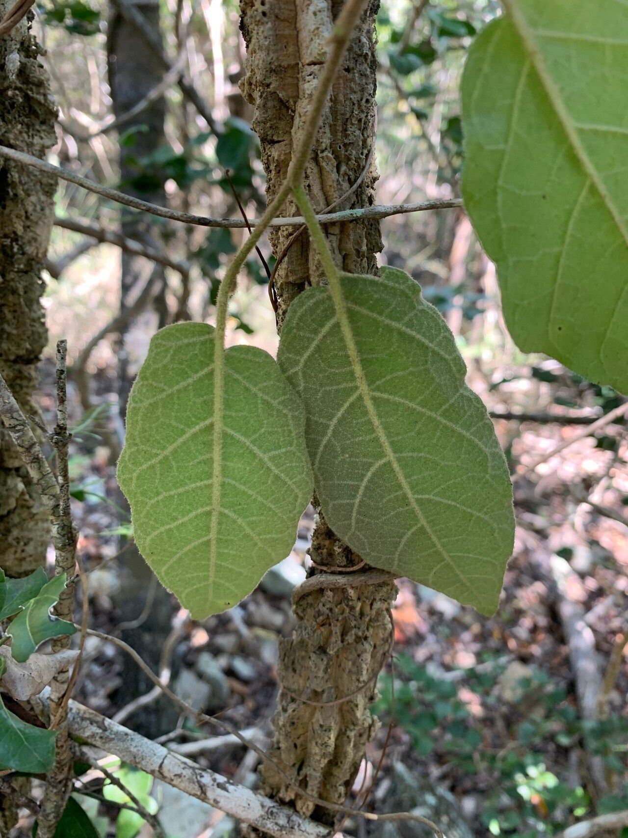 Solanum furfuraceum leaf