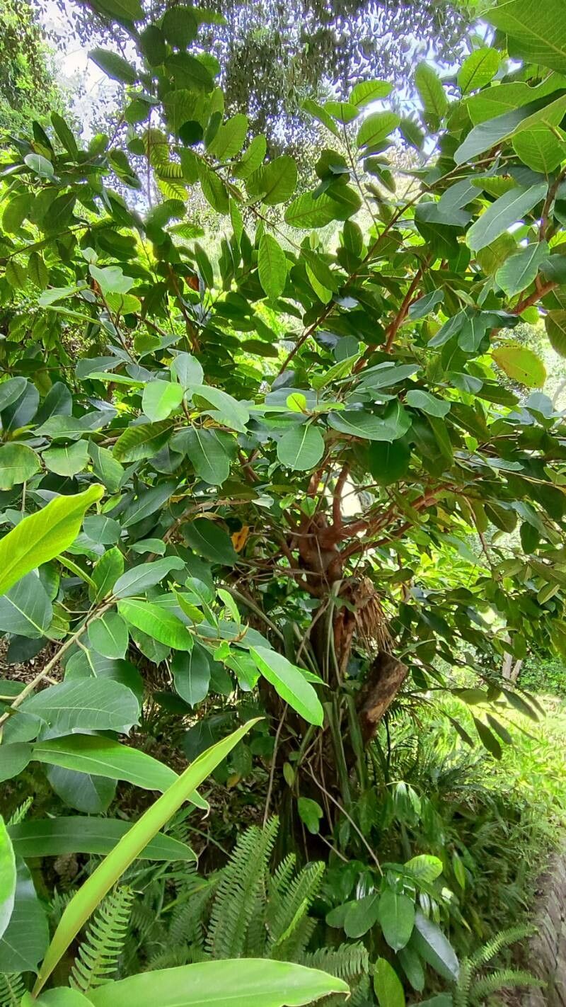 Ficus drupacea habit