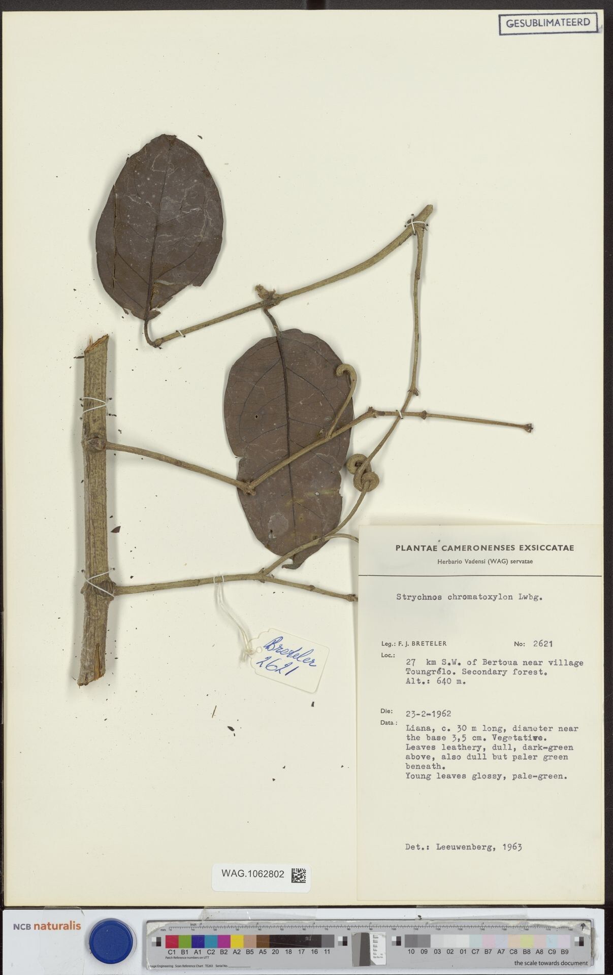 Strychnos chromatoxylon — houseplant care guide