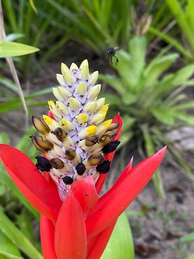 Aechmea lamarchei other