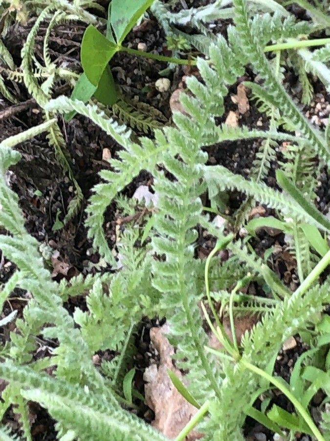 Achillea coarctata — search result for 'Achillea'