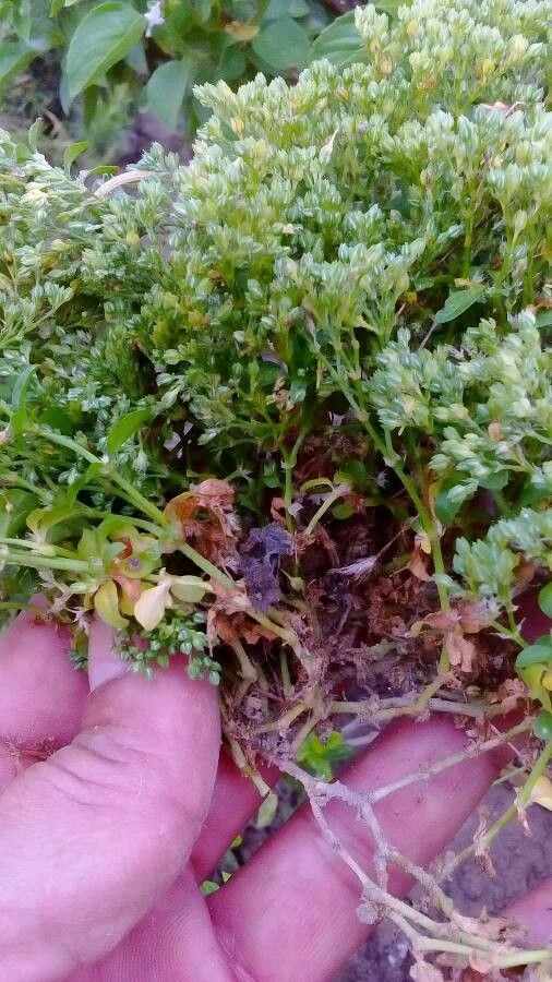 Polycarpon tetraphyllum fruit