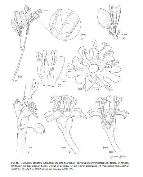Pycnandra litseiflora other