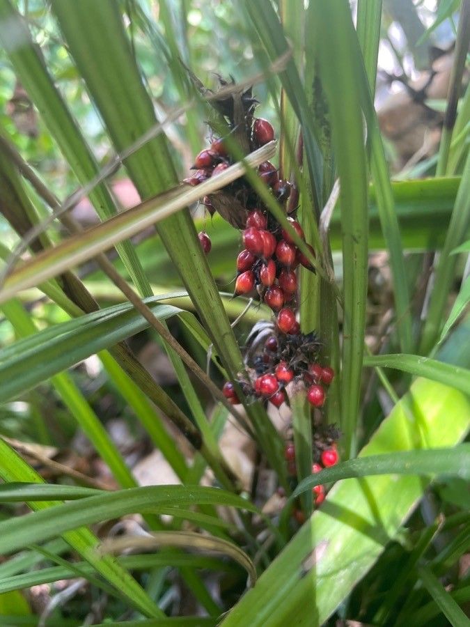 Gahnia aspera — search result for 'Cyperaceae'